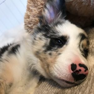 Meet your Posher, Lacie